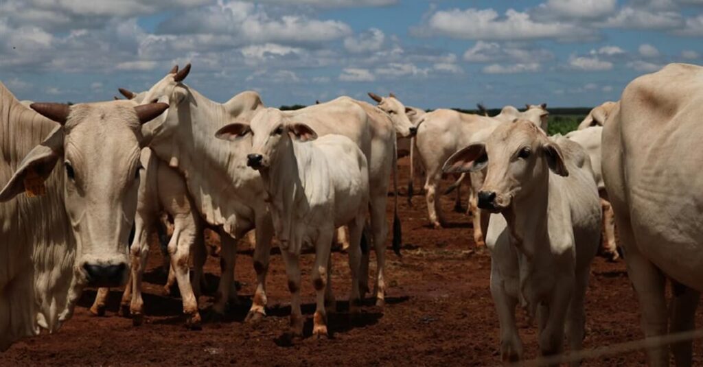 Câmara aprova PL que permite clonagem de animais para pecuária   Migalhas